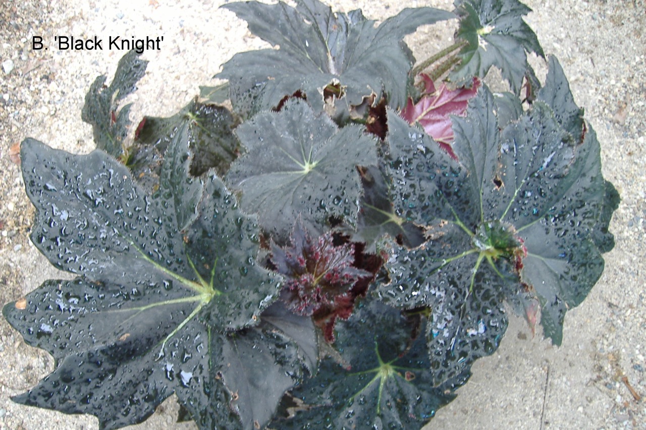 B. ‘Black Knight’